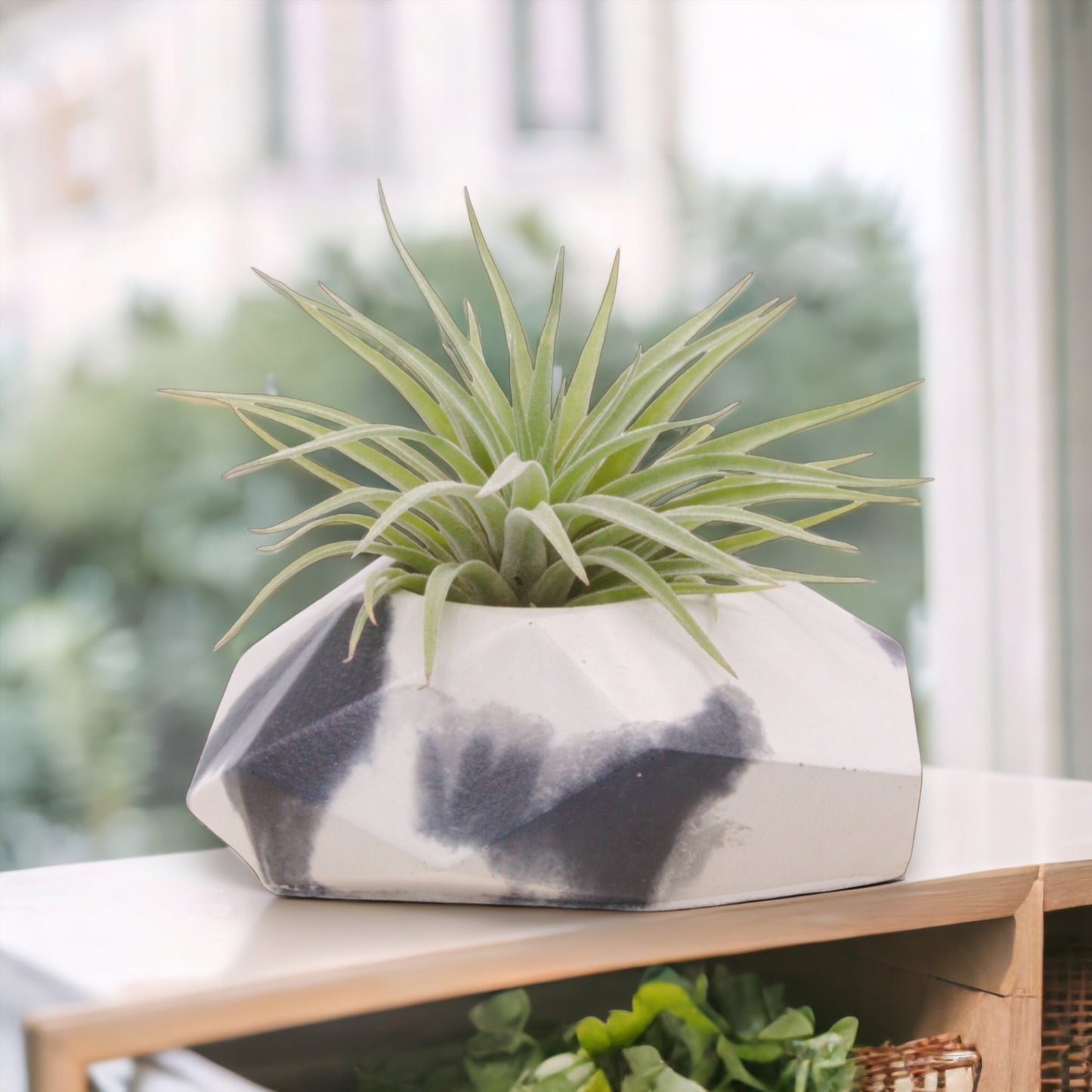 Tillandsia Plagiotropica Airplant in Canada
