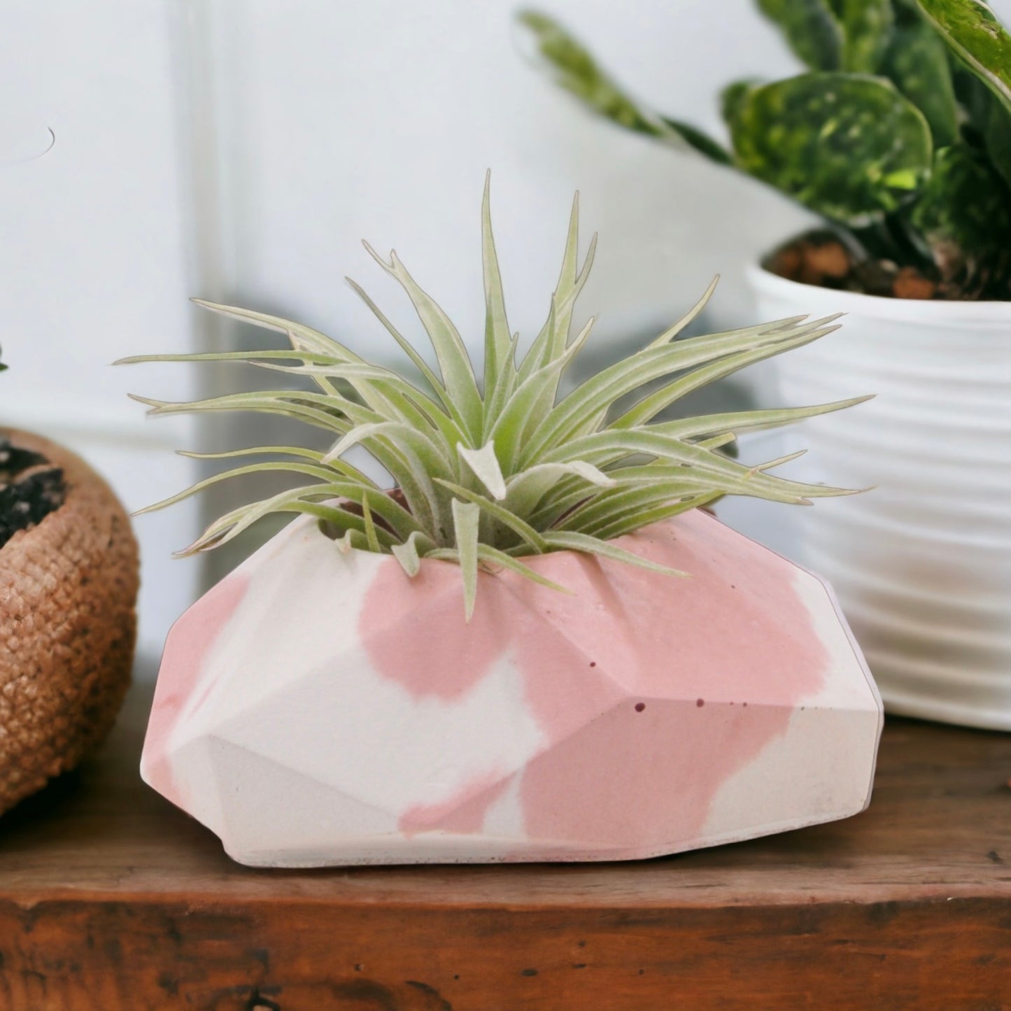 Tillandsia Plagiotropica Airplant in Canada