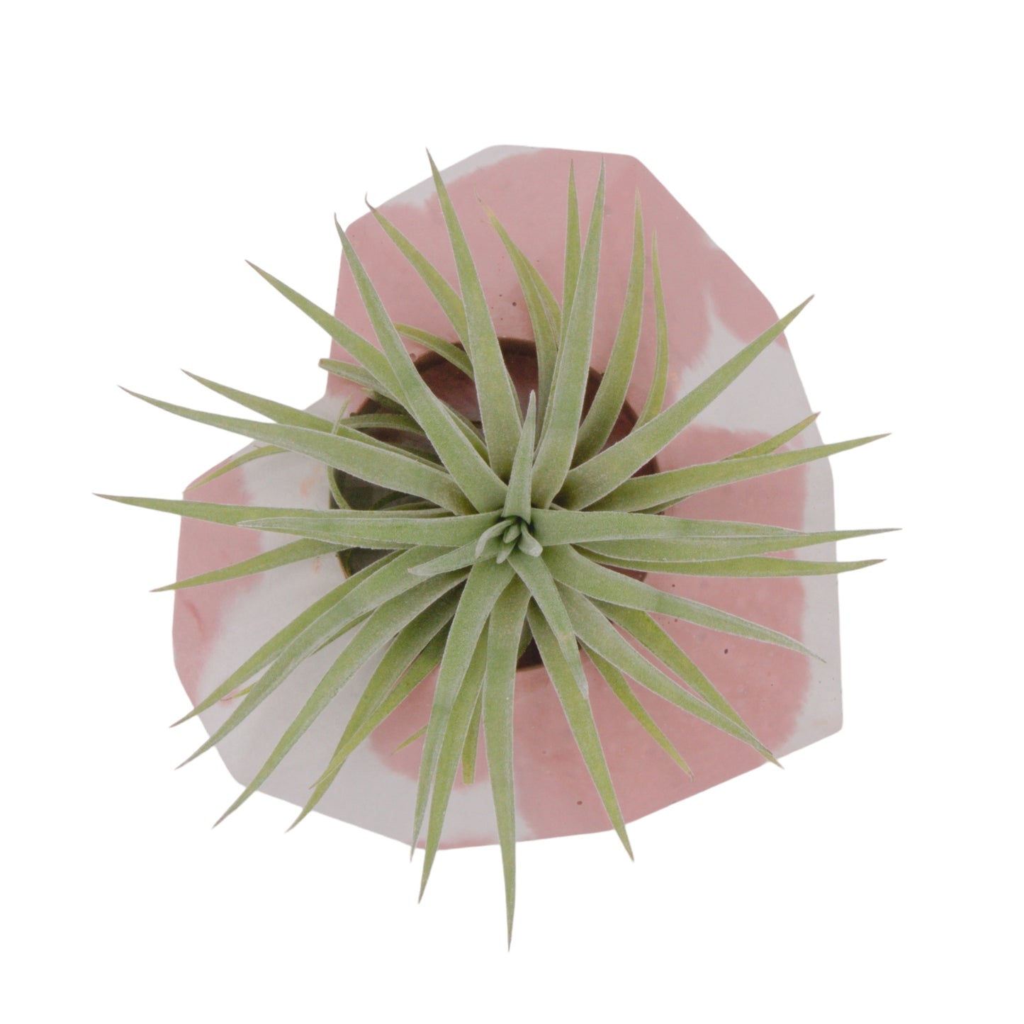 Tillandsia Plagiotropica Airplant in Canada