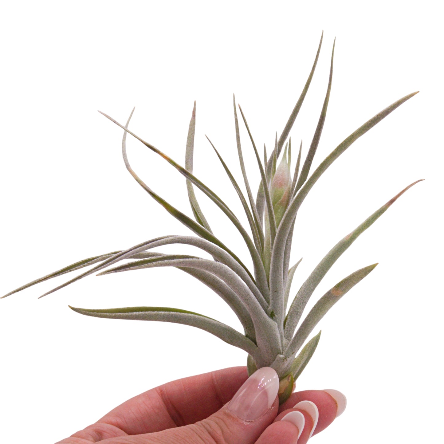 Tillandsia Pohliana airplant