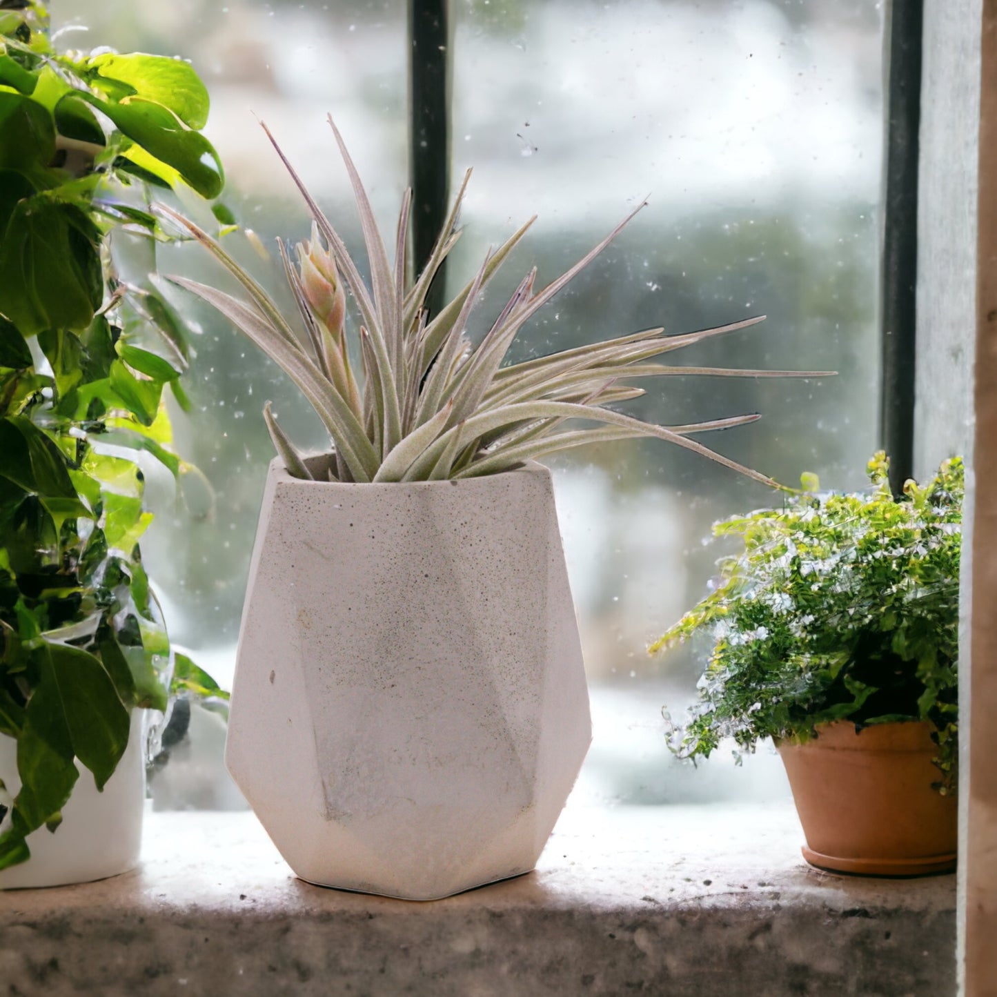 Tillandsia Pohliana airplant