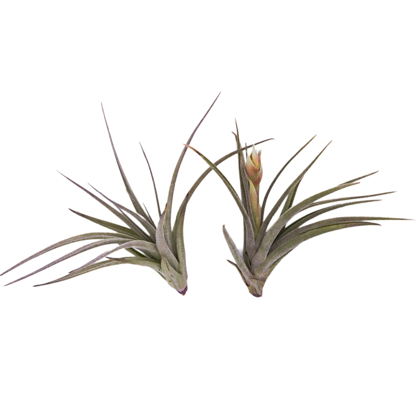 Tillandsia Pohliana airplant