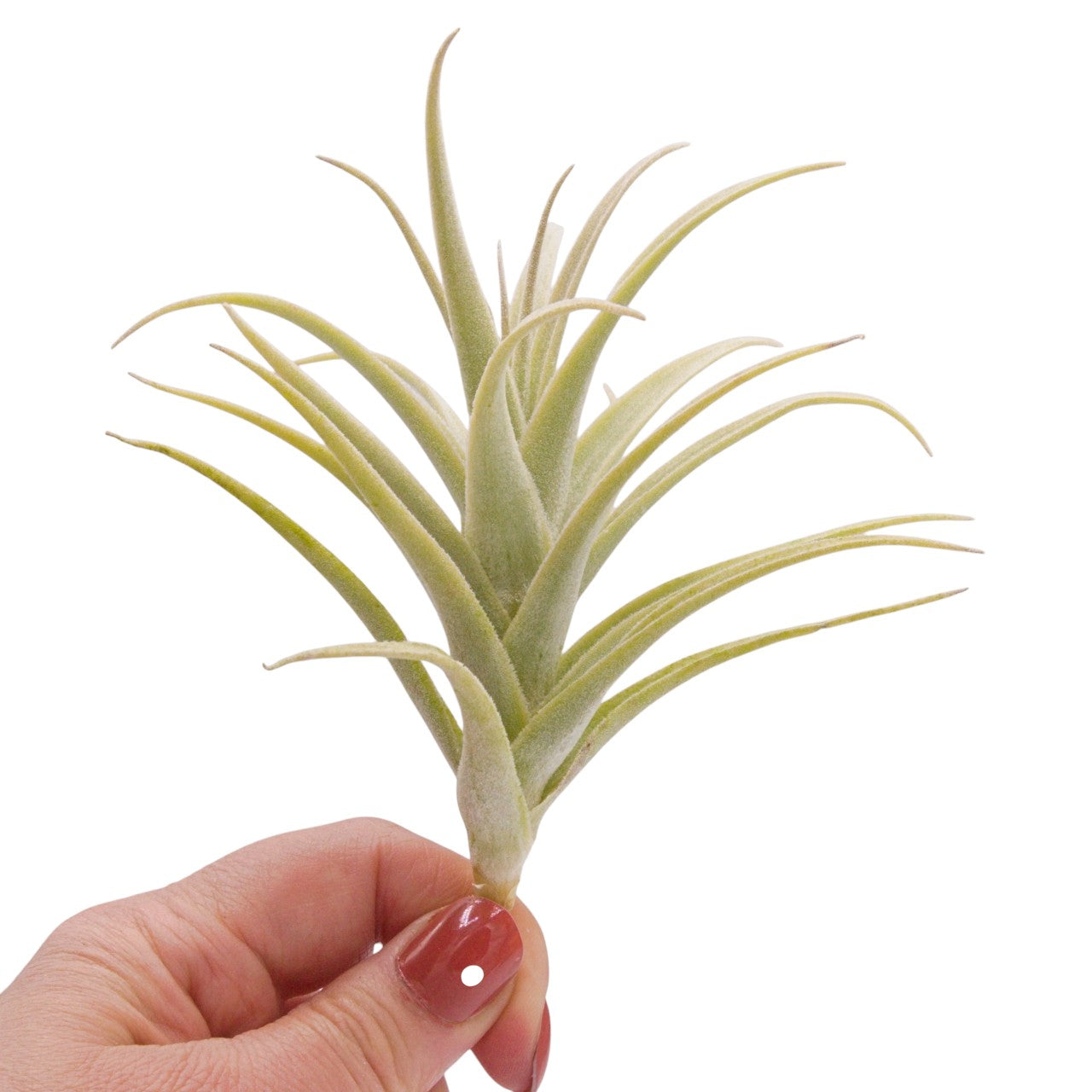 Tillandsia Purpurea Large Form airplant