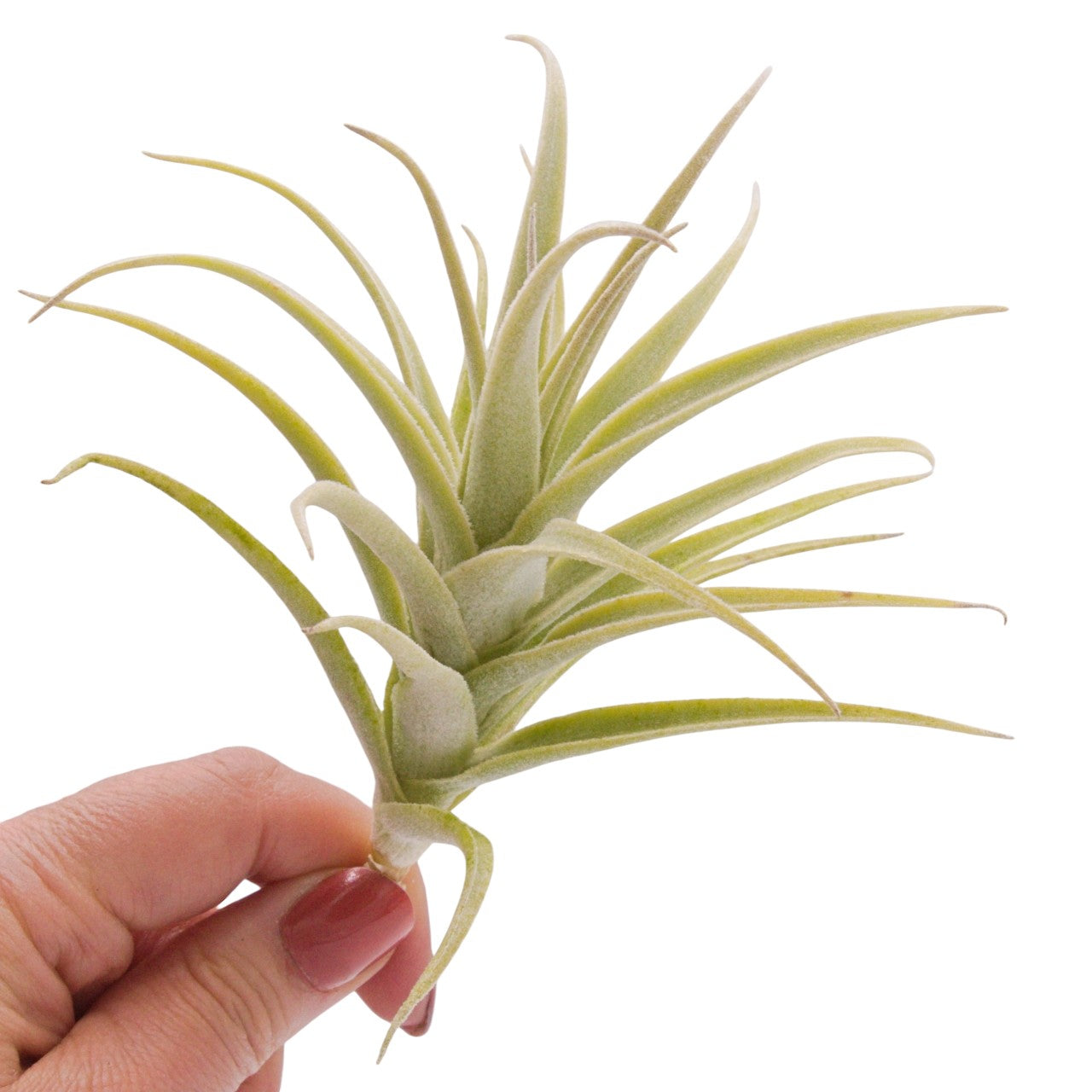 Tillandsia Purpurea Large Form airplant