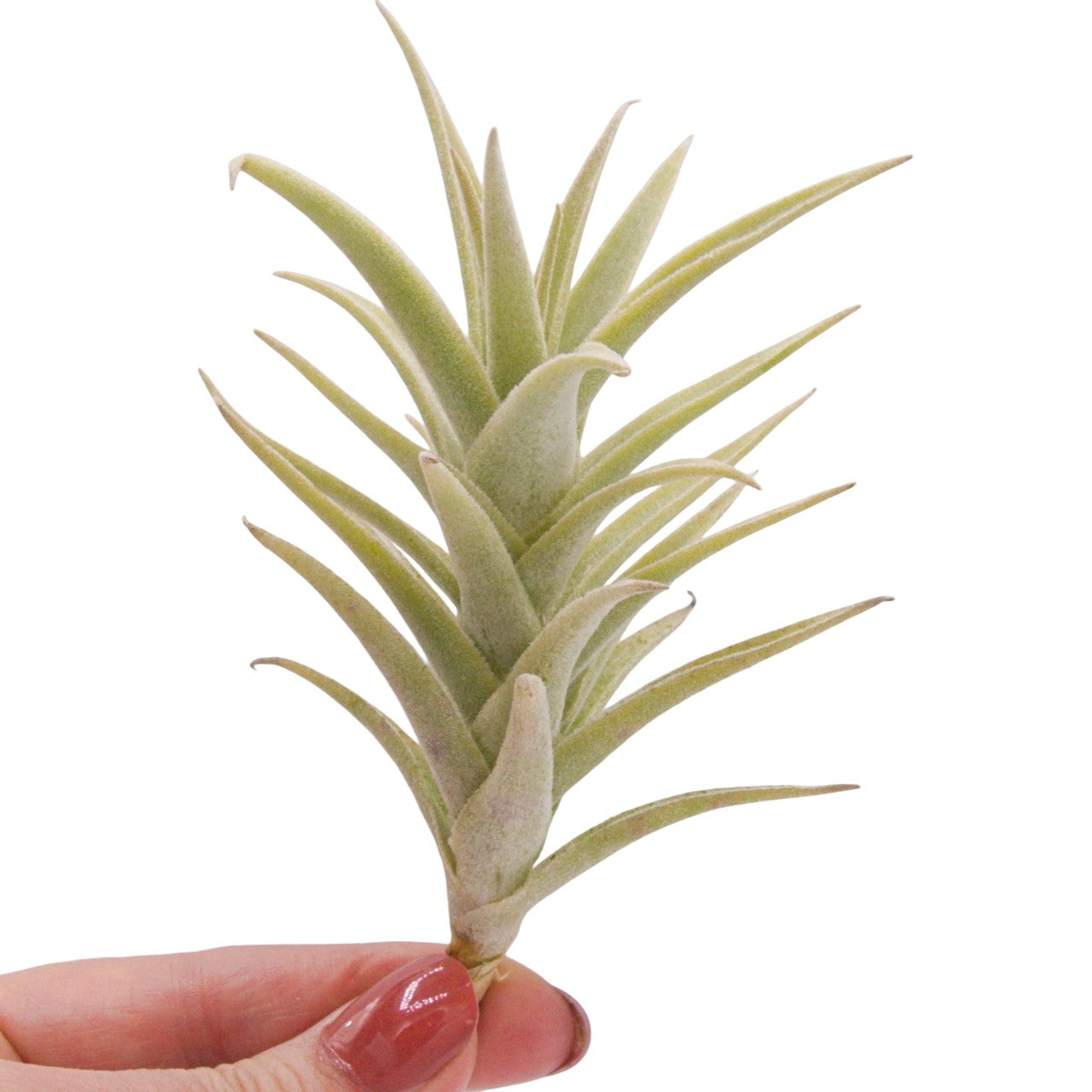 Tillandsia Purpurea Large Form airplant
