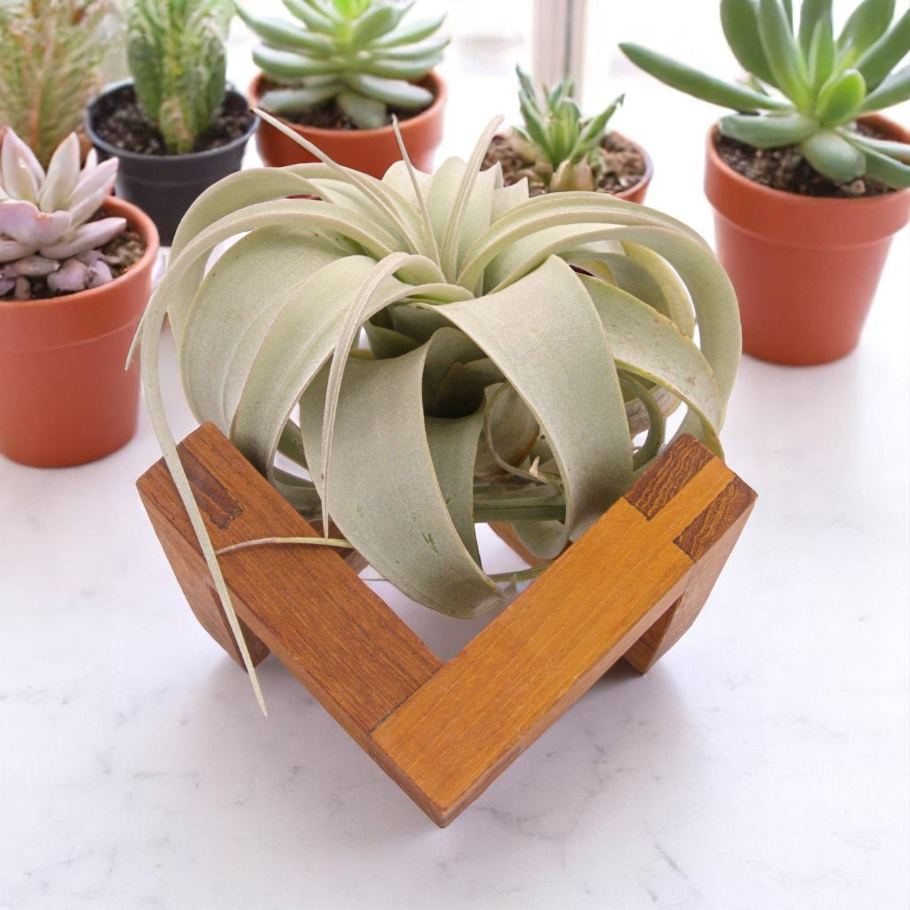 Tillandsia Xerographica