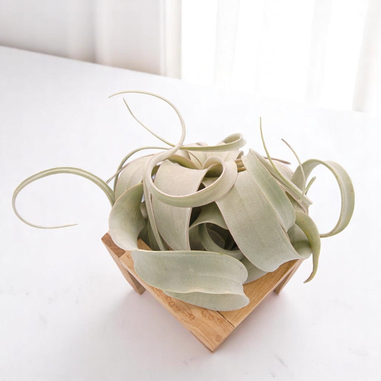 Tillandsia Xerographica