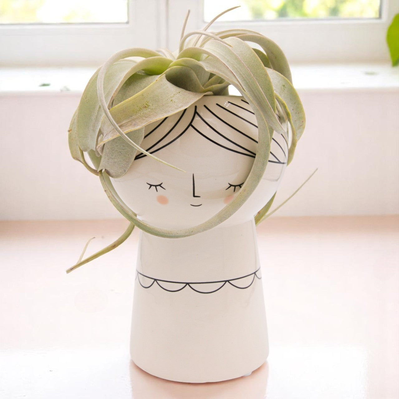 Tillandsia Xerographica