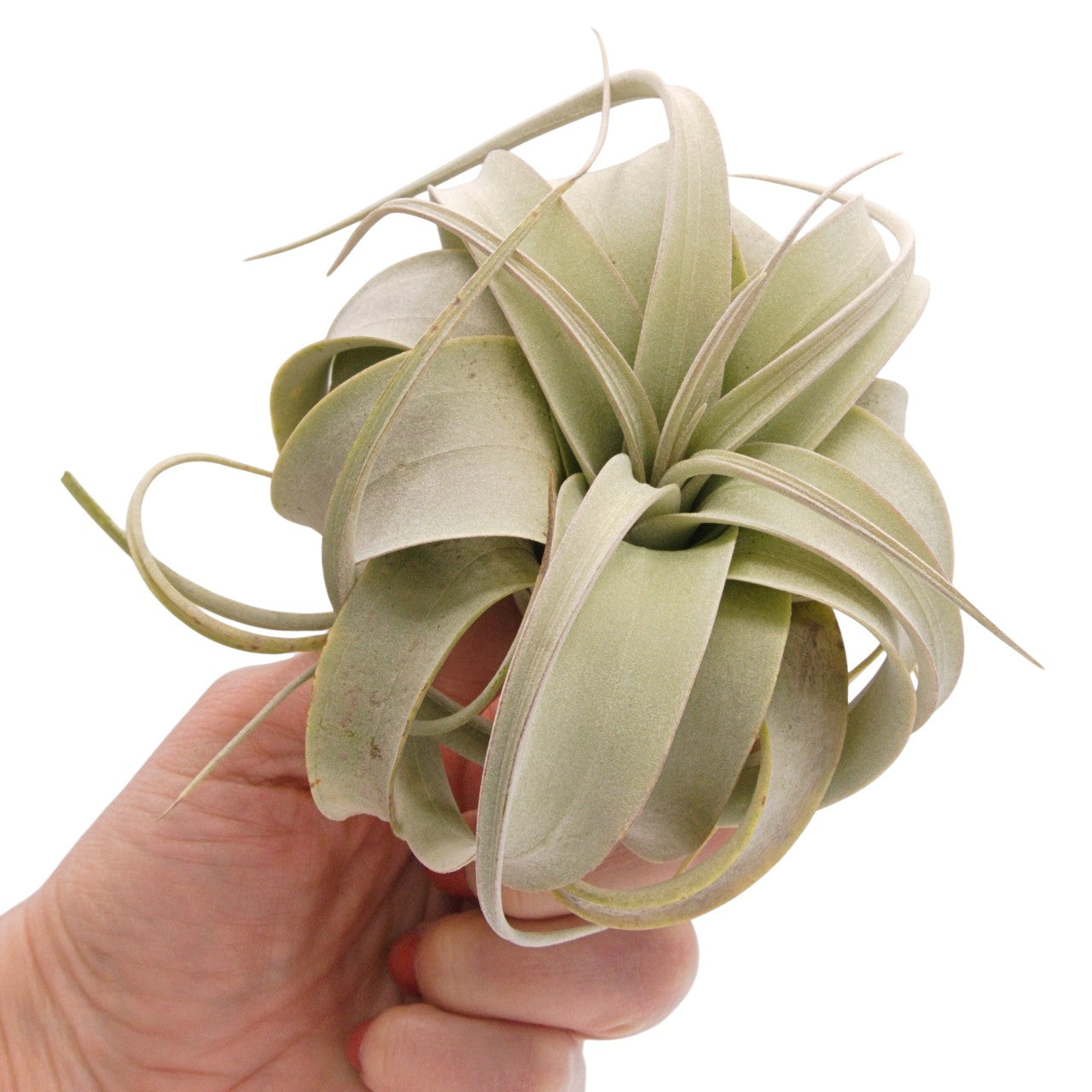 Tillandsia Xerographica