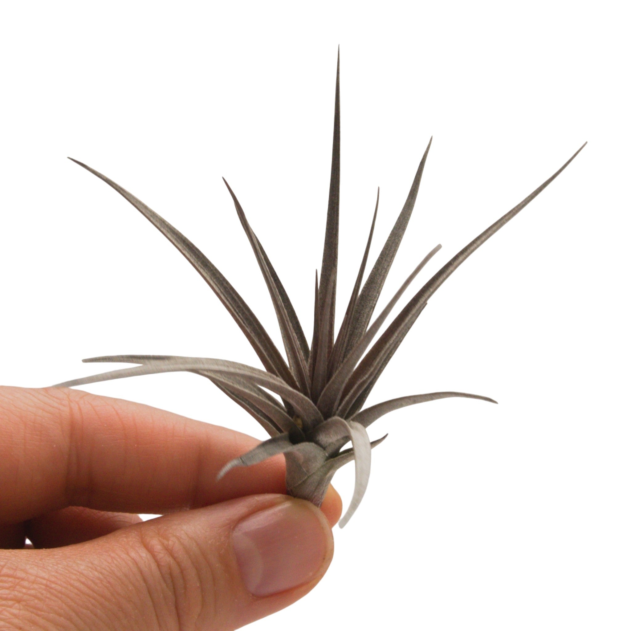 Tillandsia Aeranthos Amethyst X – Plant Babies Terrariums