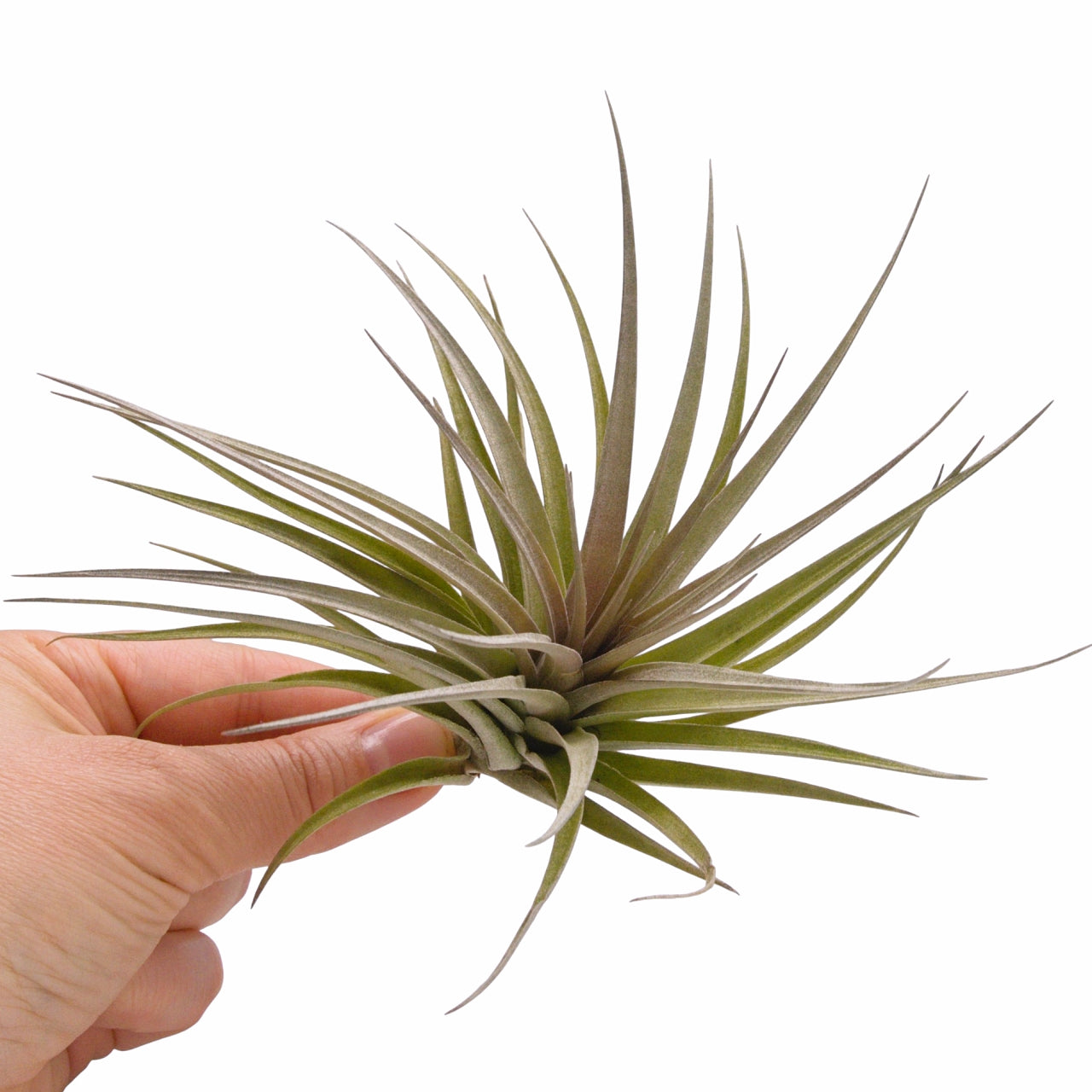 Tillandsia Aeranthos Negra – Plant Babies Terrariums