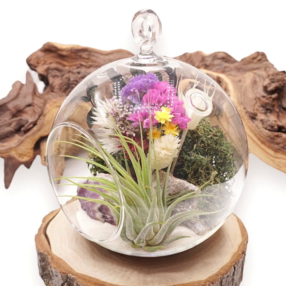 Bubble Airplant Terrarium - Chevron Amethyst