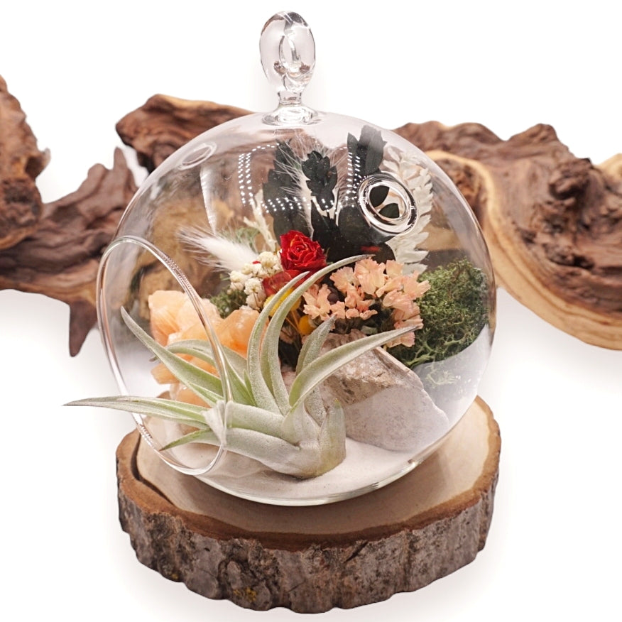 Bubble Airplant Terrarium - Stilbite Rose