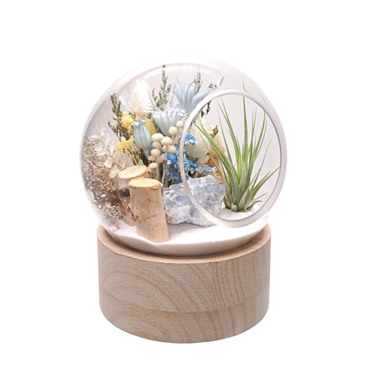Terrarium à bulle moyen pour plante aérienne avec base en bois et celestite