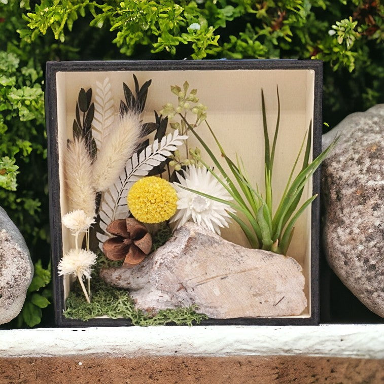 Airplant Art Frames - A walk in the woods (square)