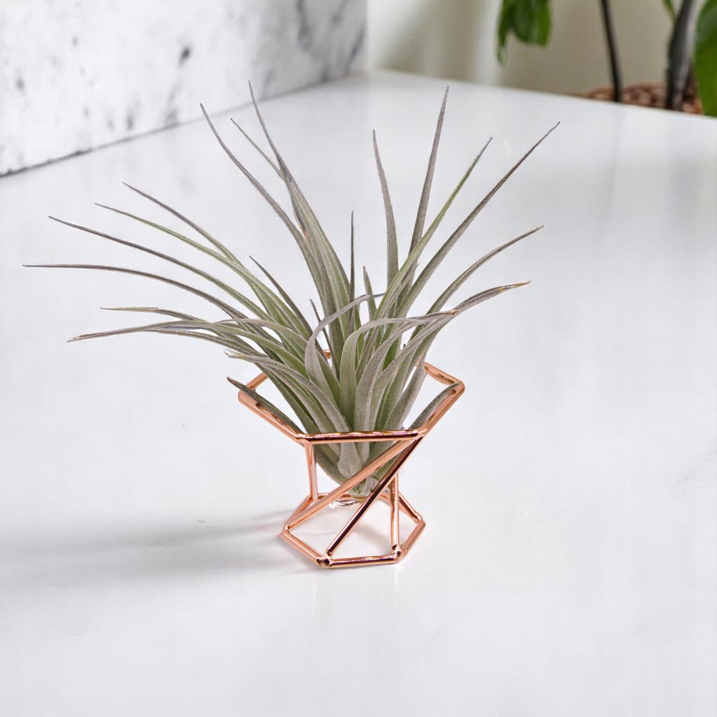Tillandsia Houston Rose foncé Rouge Princesse