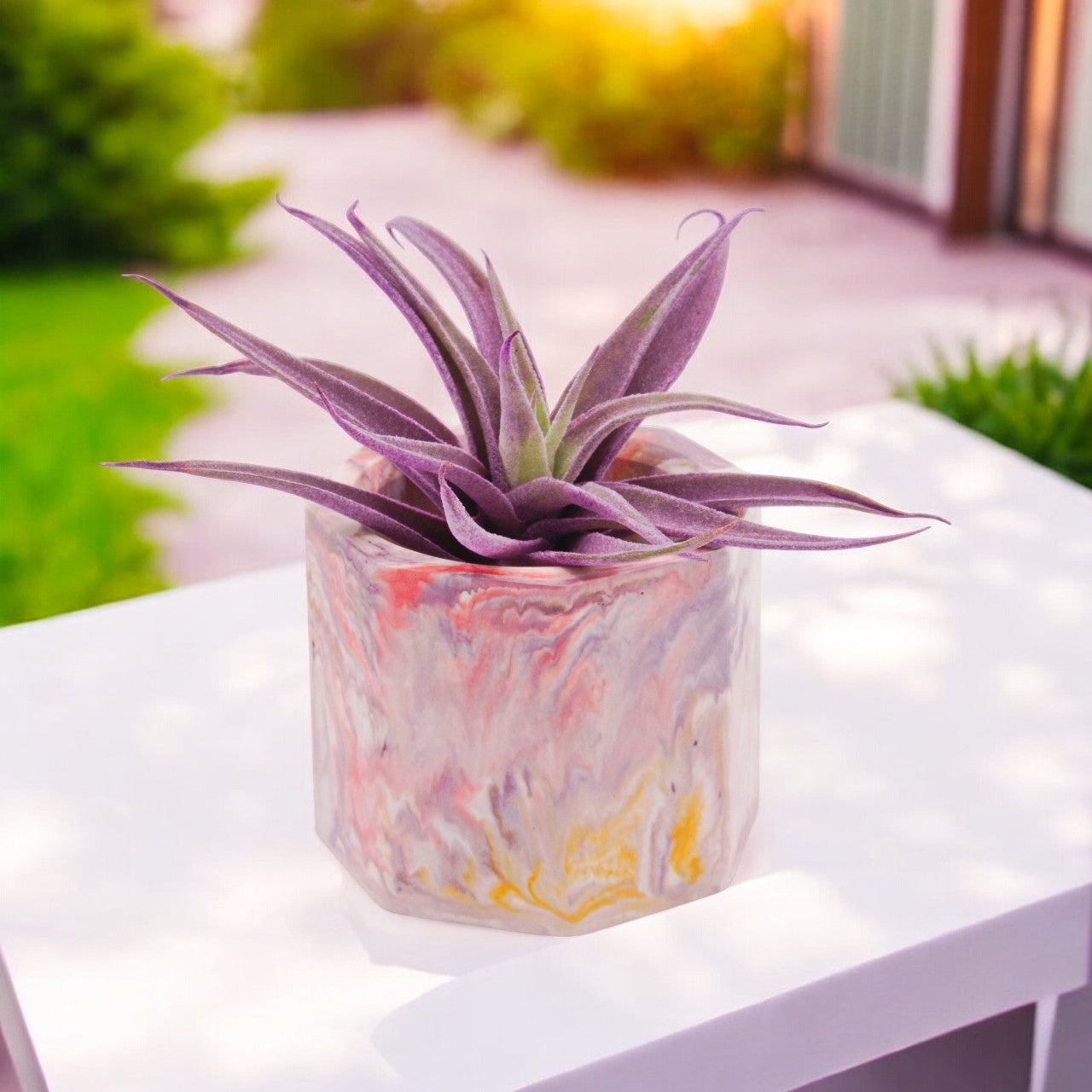 Tillandsia Harrisii violet augmenté