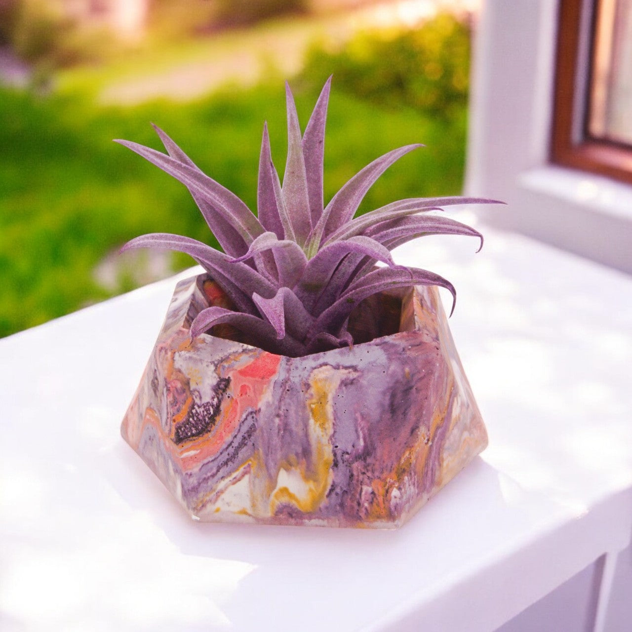 Tillandsia Harrisii violet augmenté