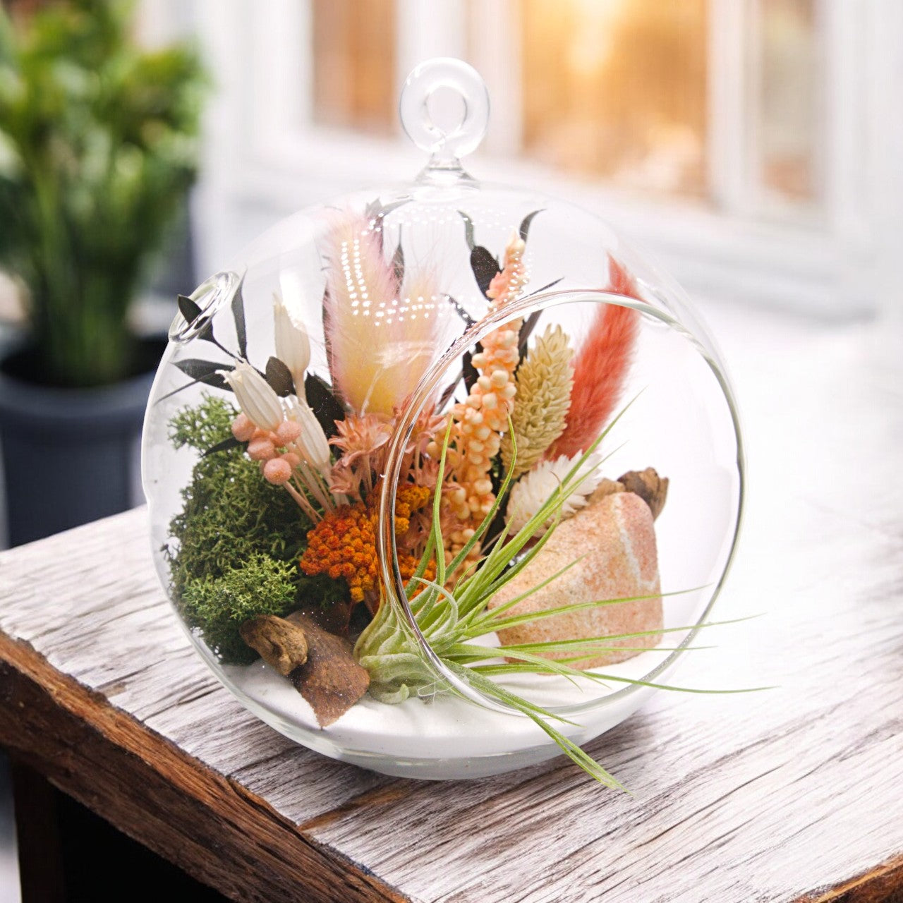 Terrarium à bulle avec une plante aérienne et grès paysage