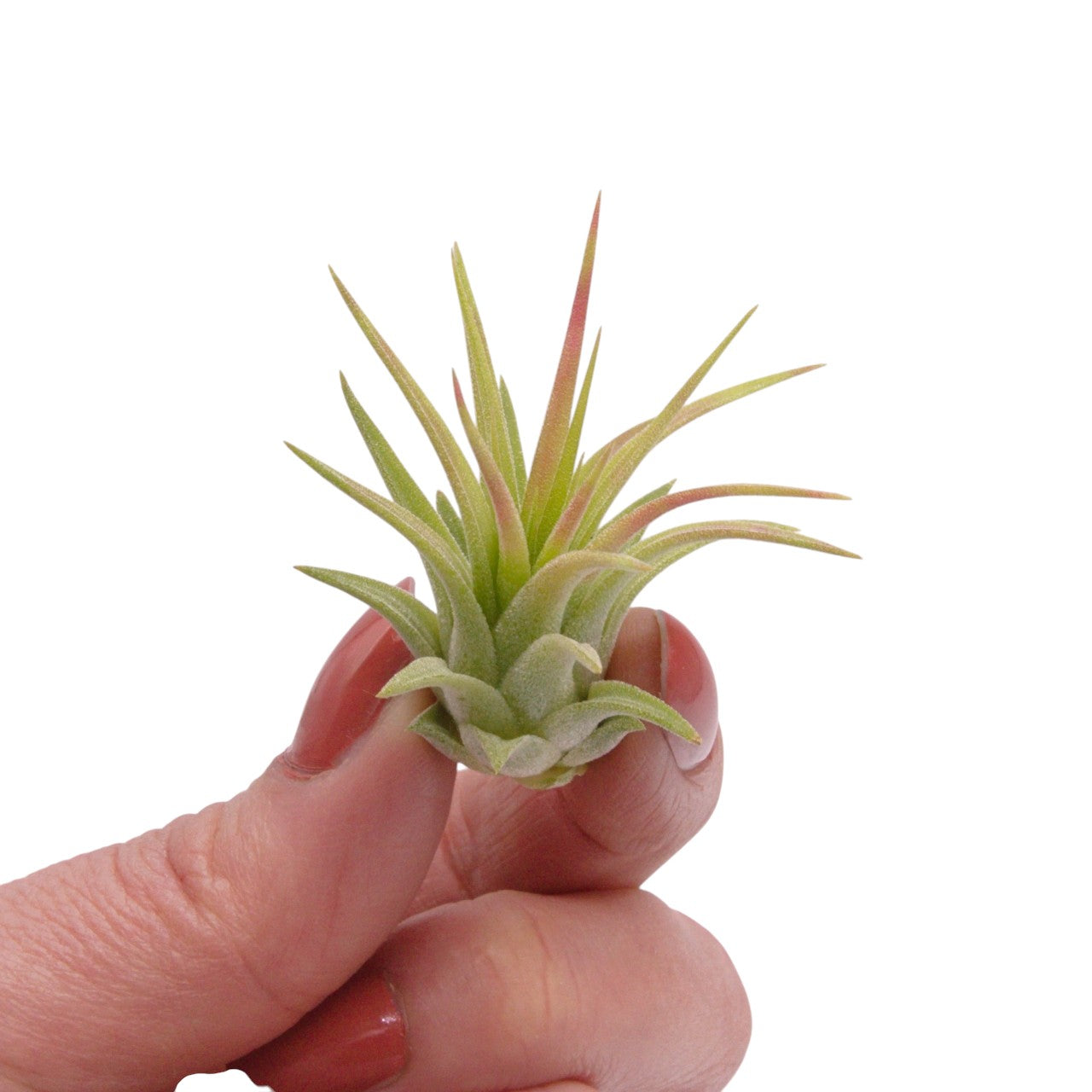 Tillandsia Ionantha Rubra Hardleaf