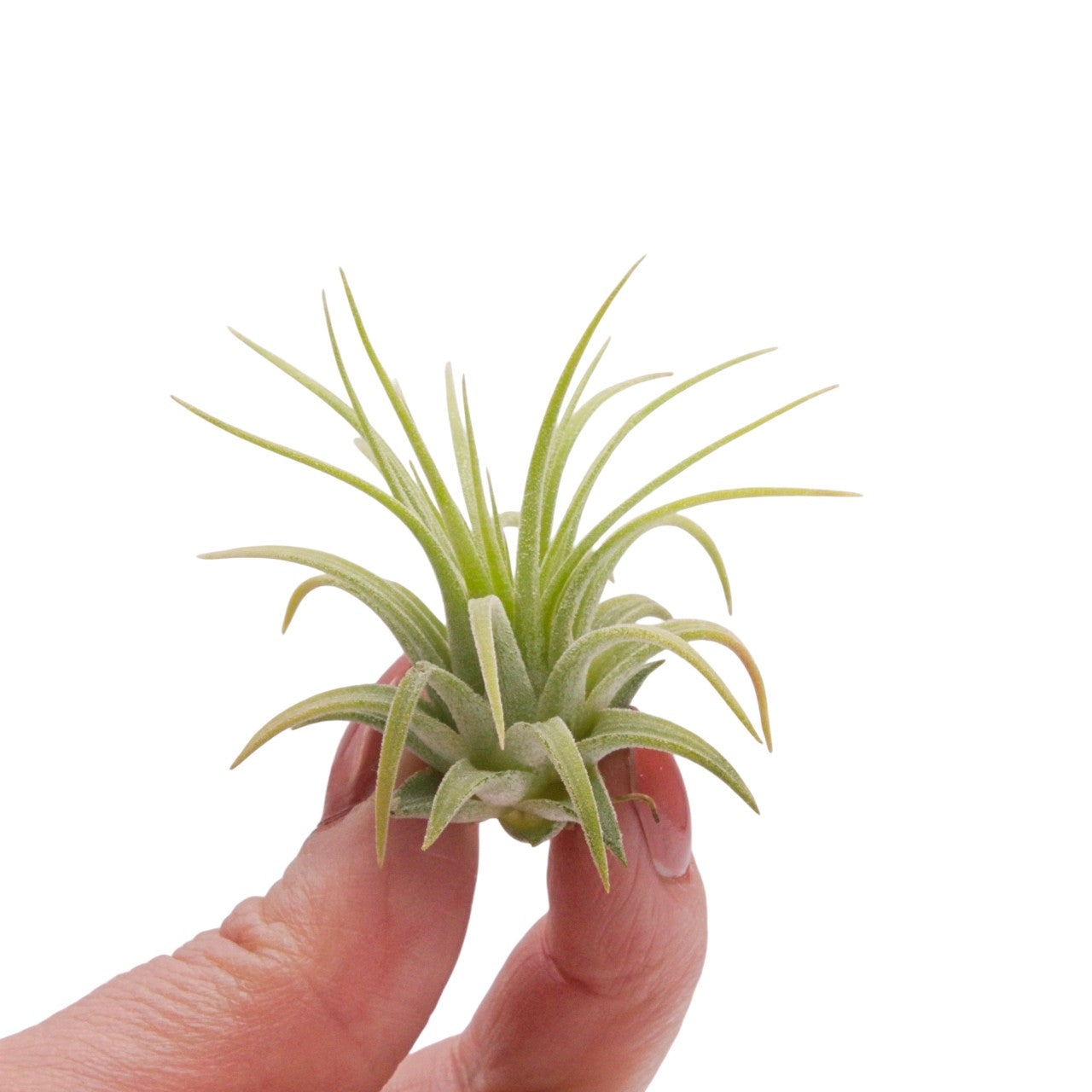 Tillandsia Ionantha Rubra Hardleaf