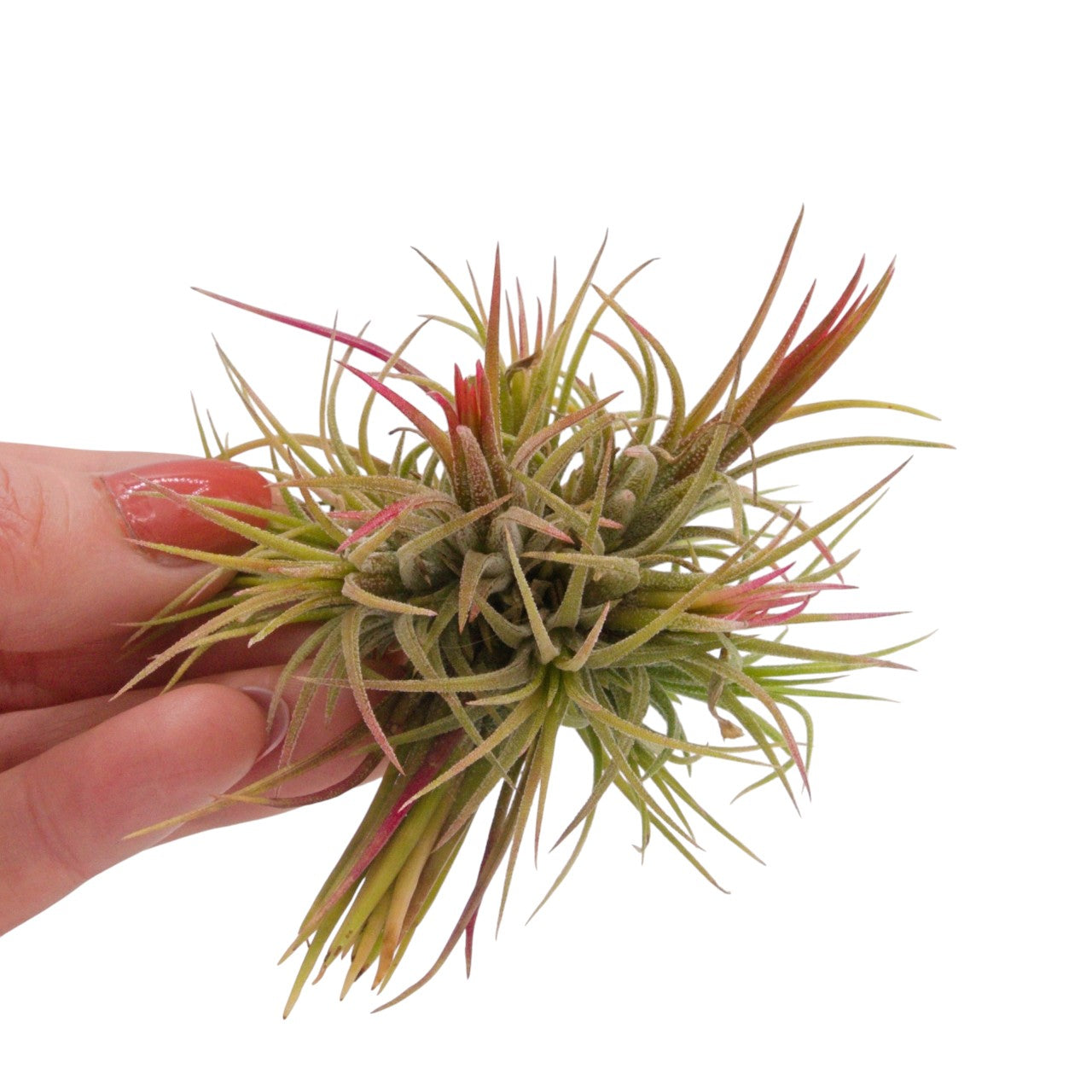 Tillandsia Ionantha Fuego Clump