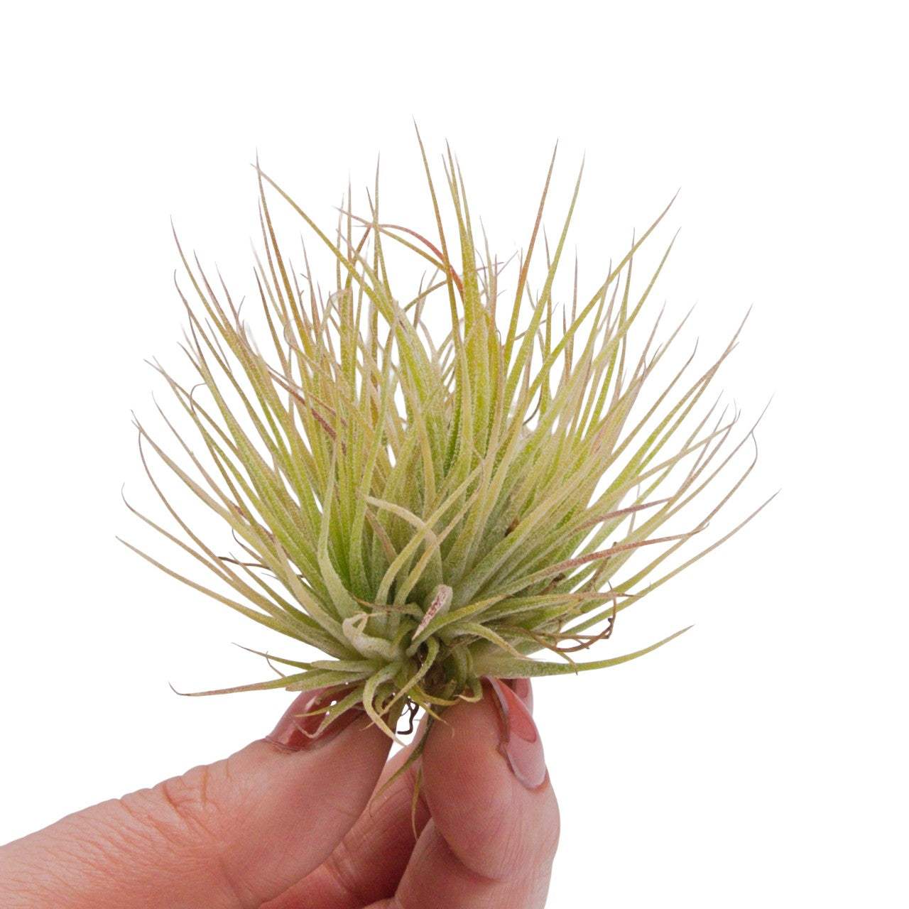 Tillandsia Ionantha Fuego Clump
