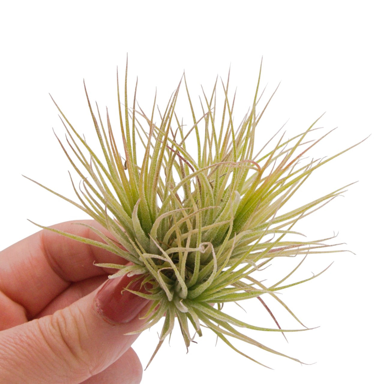 Tillandsia Ionantha Fuego Clump
