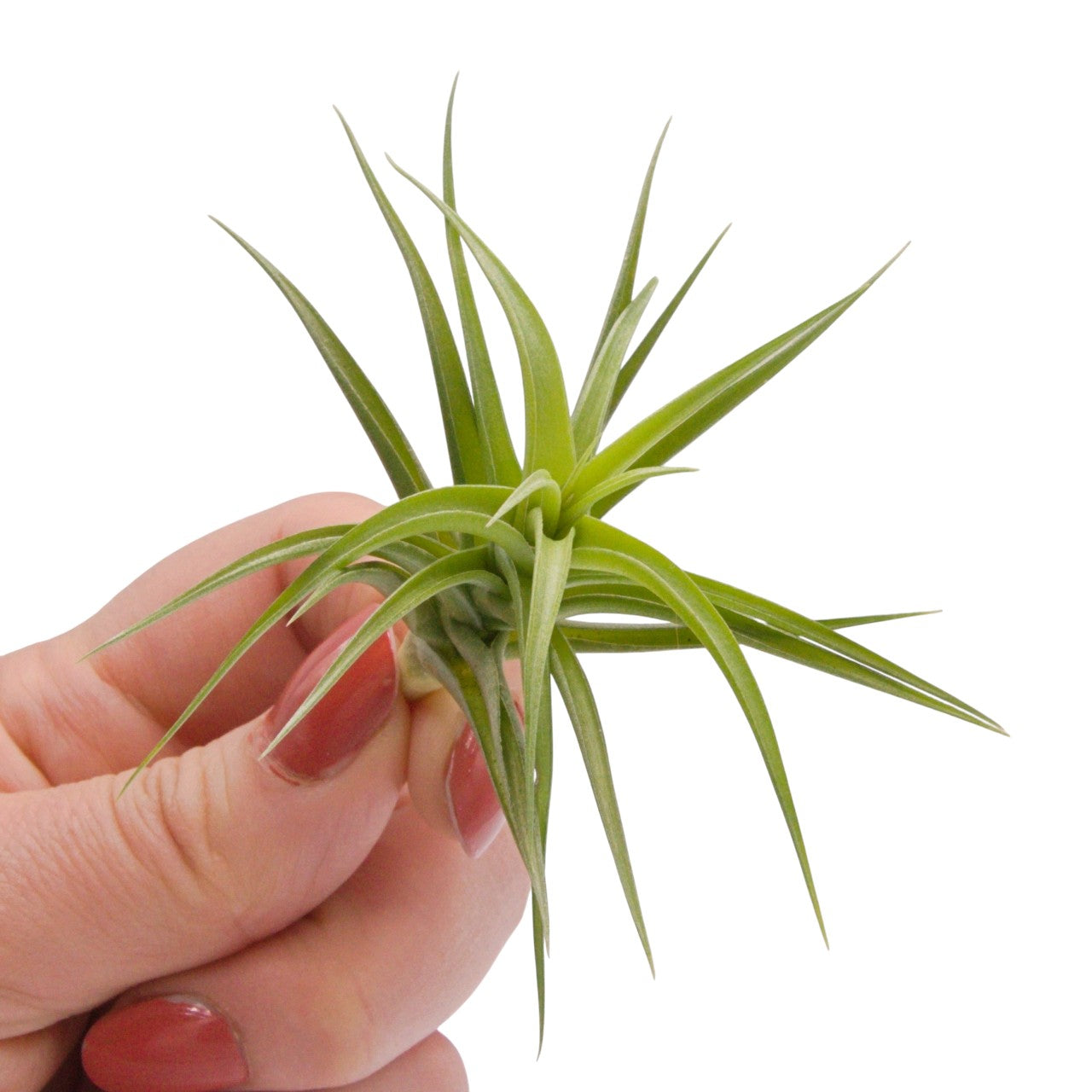 Tillandsia Aeranthos Green Gem – Plant Babies Terrariums