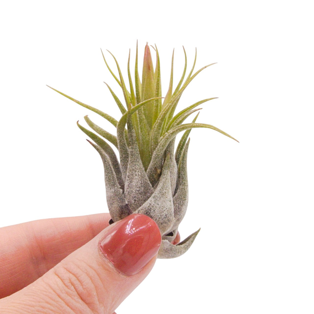 Tillandsia Ionantha Scaposa