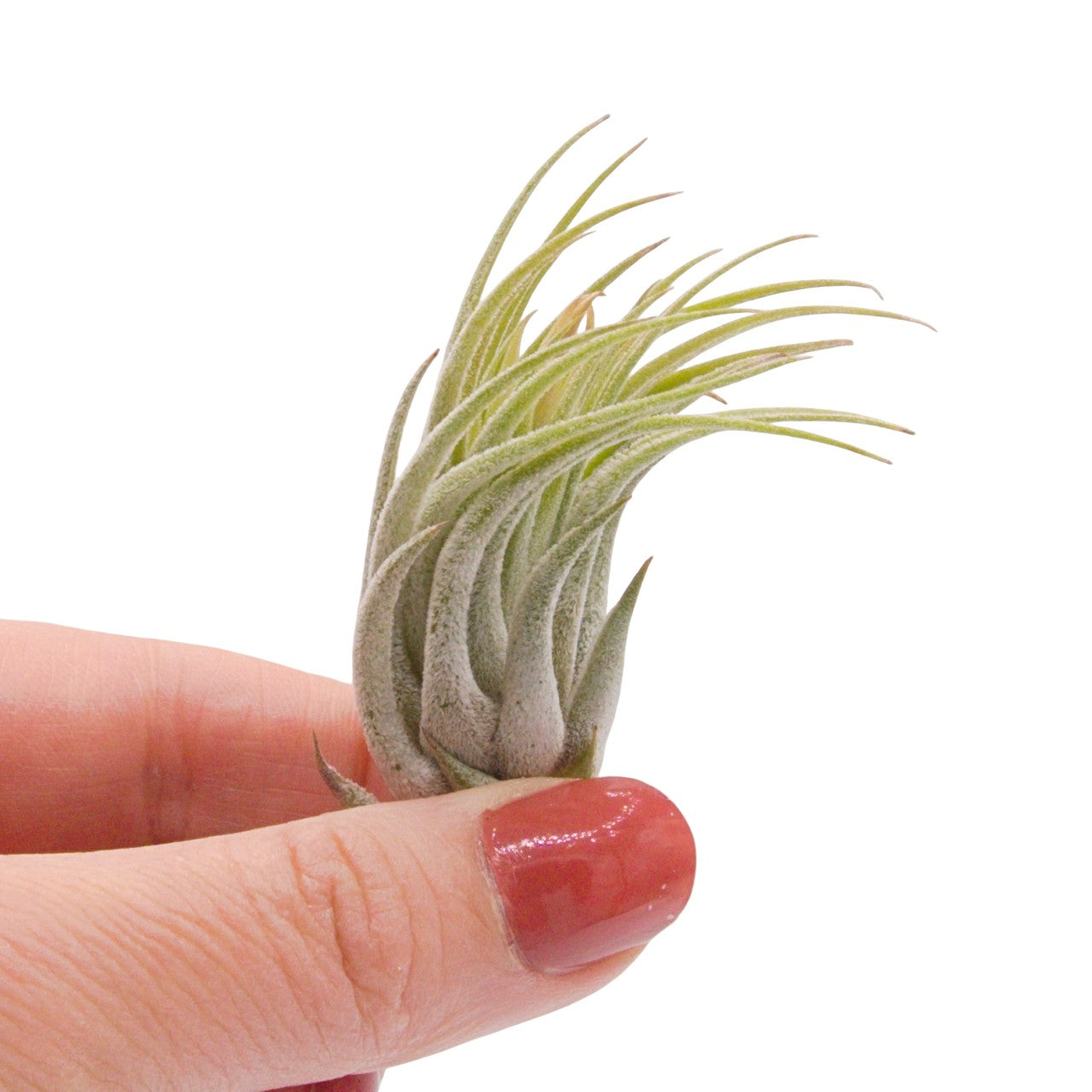 Tillandsia Ionantha Scaposa