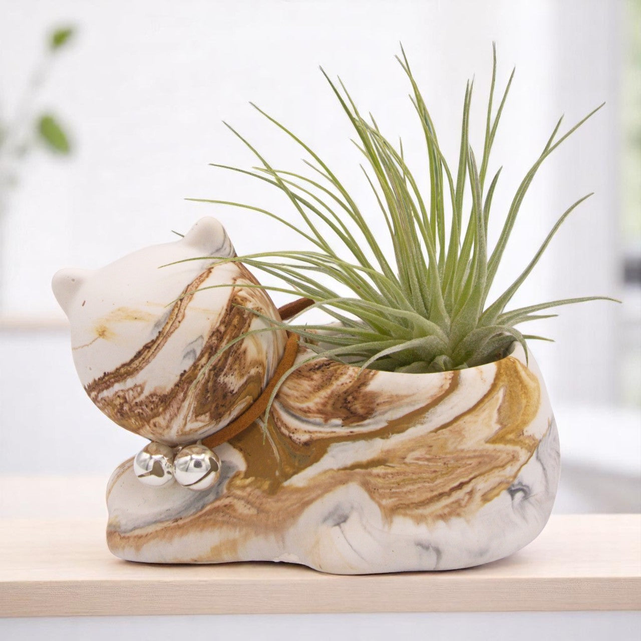 Tillandsia Fuchsii v Fuchsii Mexico