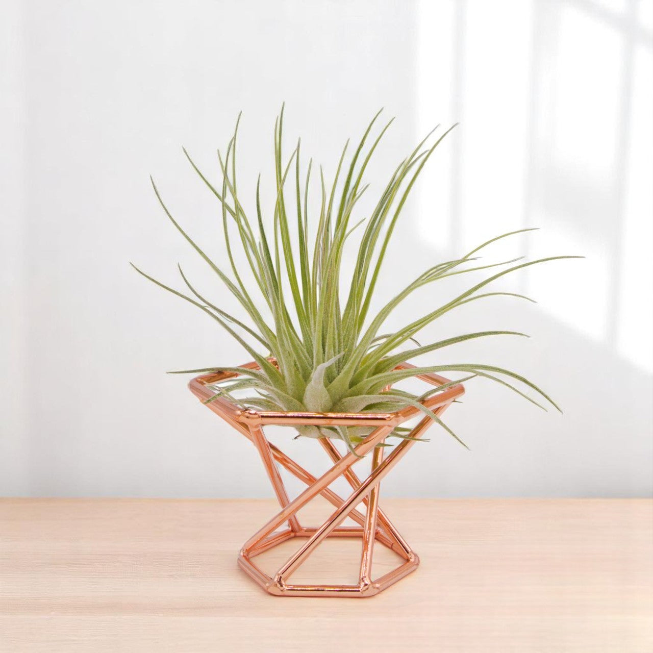 Tillandsia Fuchsii v Fuchsii Mexico