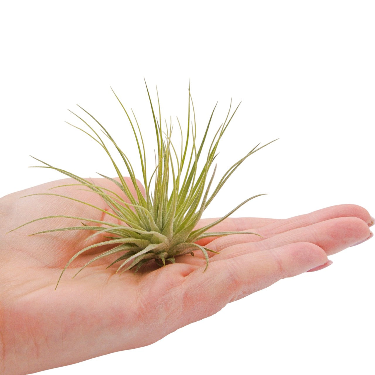 Tillandsia Fuchsii v Fuchsii Mexico