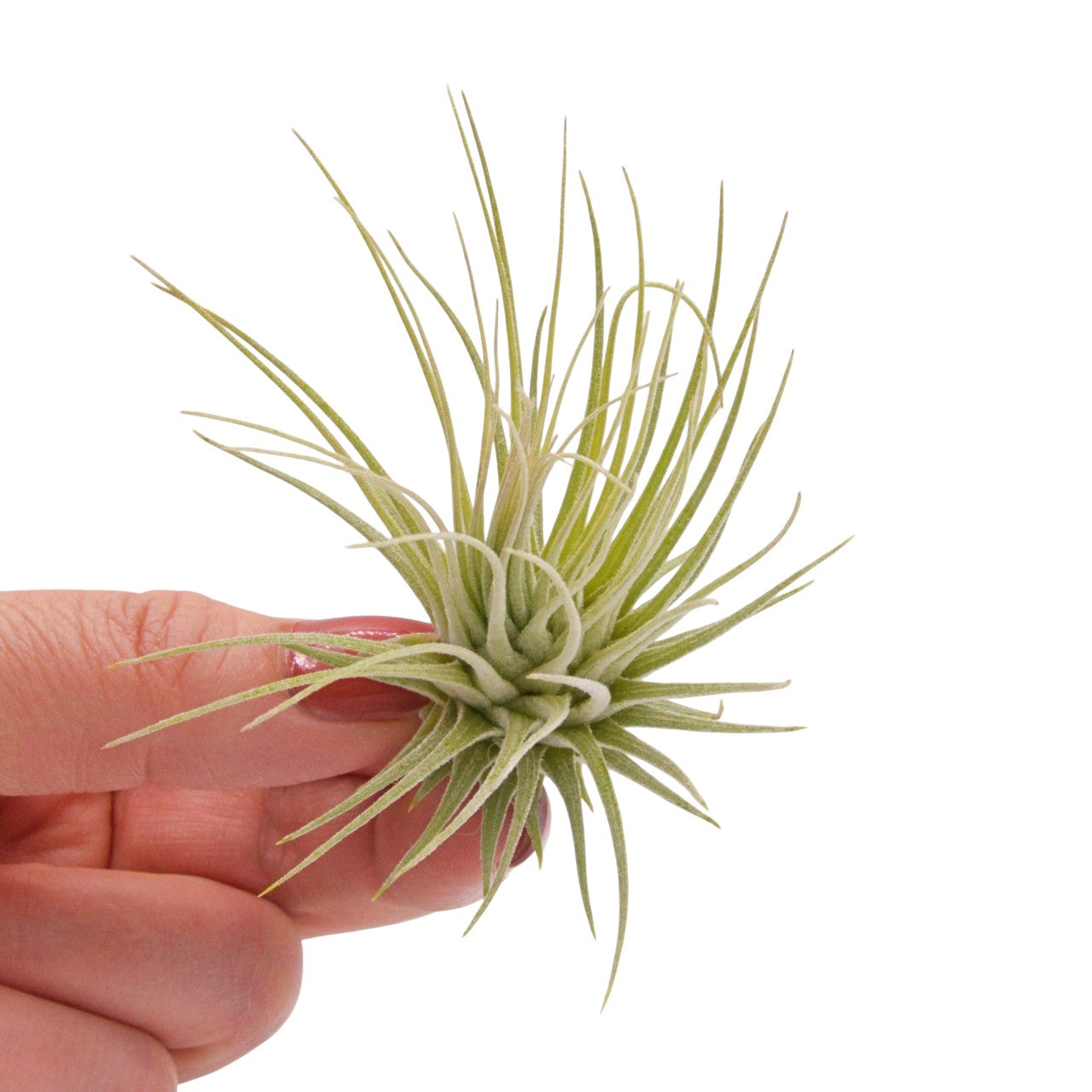 Tillandsia Fuchsii v Fuchsii Mexico