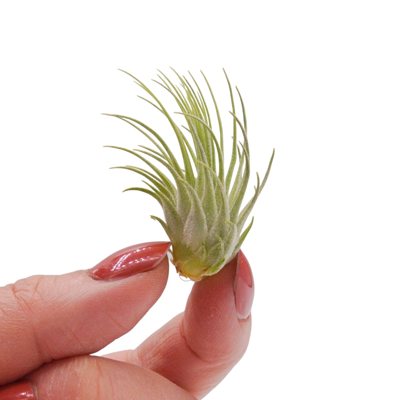 Tillandsia Fuchsii v Fuchsii Mexico
