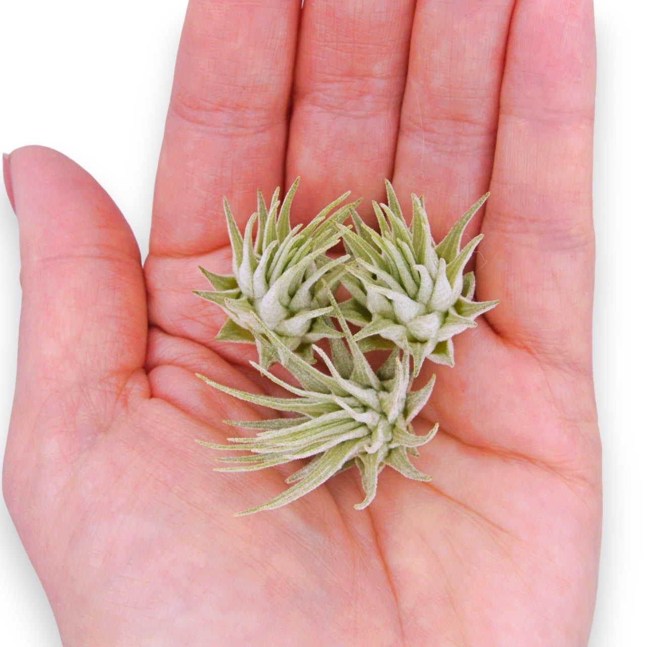 Tillandsia Fuchsii v Fuchsii Mexico