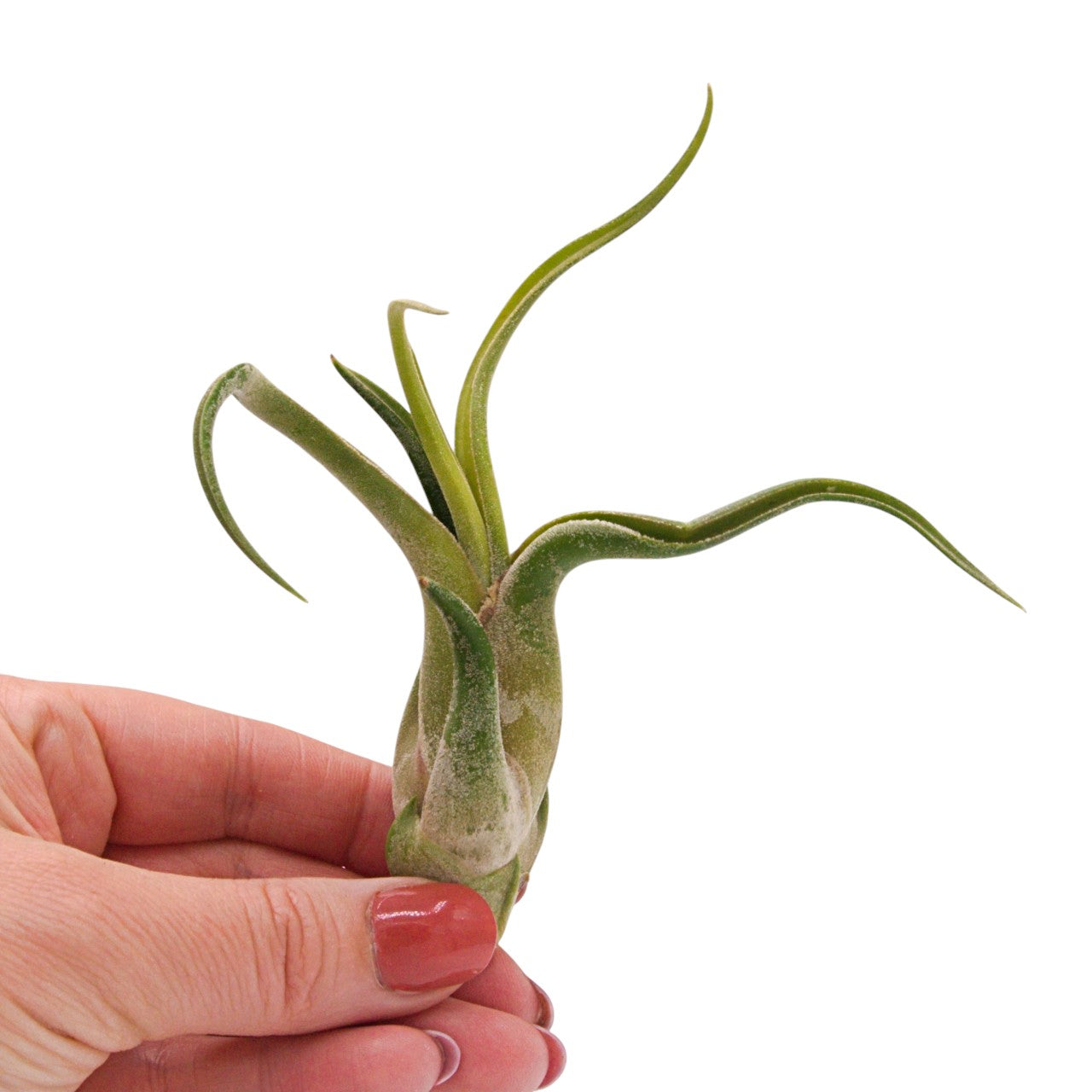 Tillandsia Caput Medusae