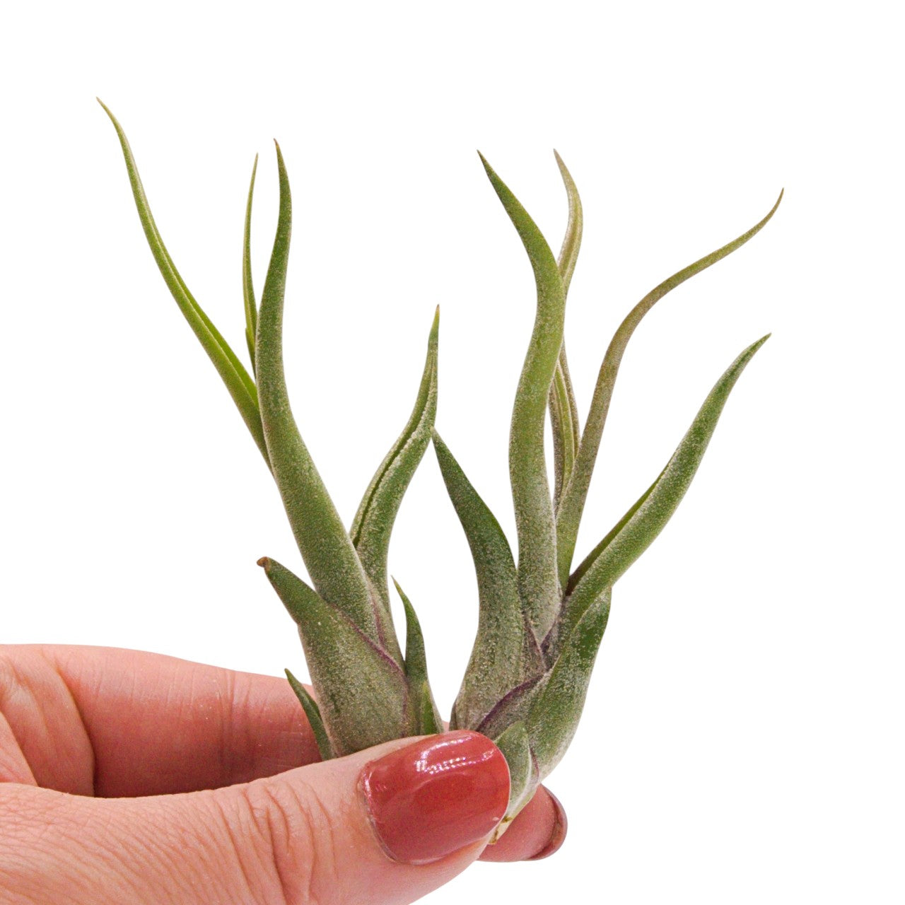 Tillandsia Caput Medusae
