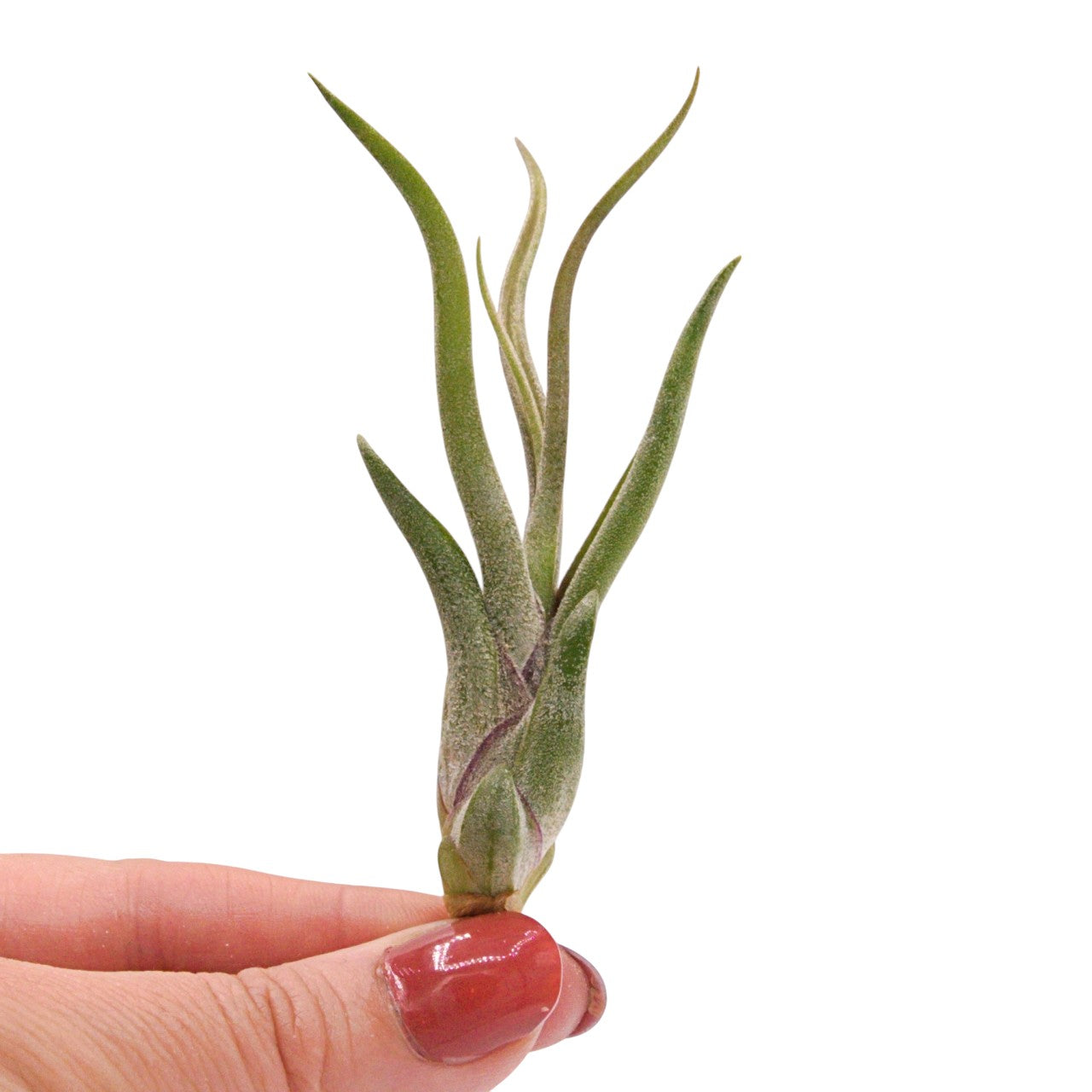 Tillandsia Caput Medusae