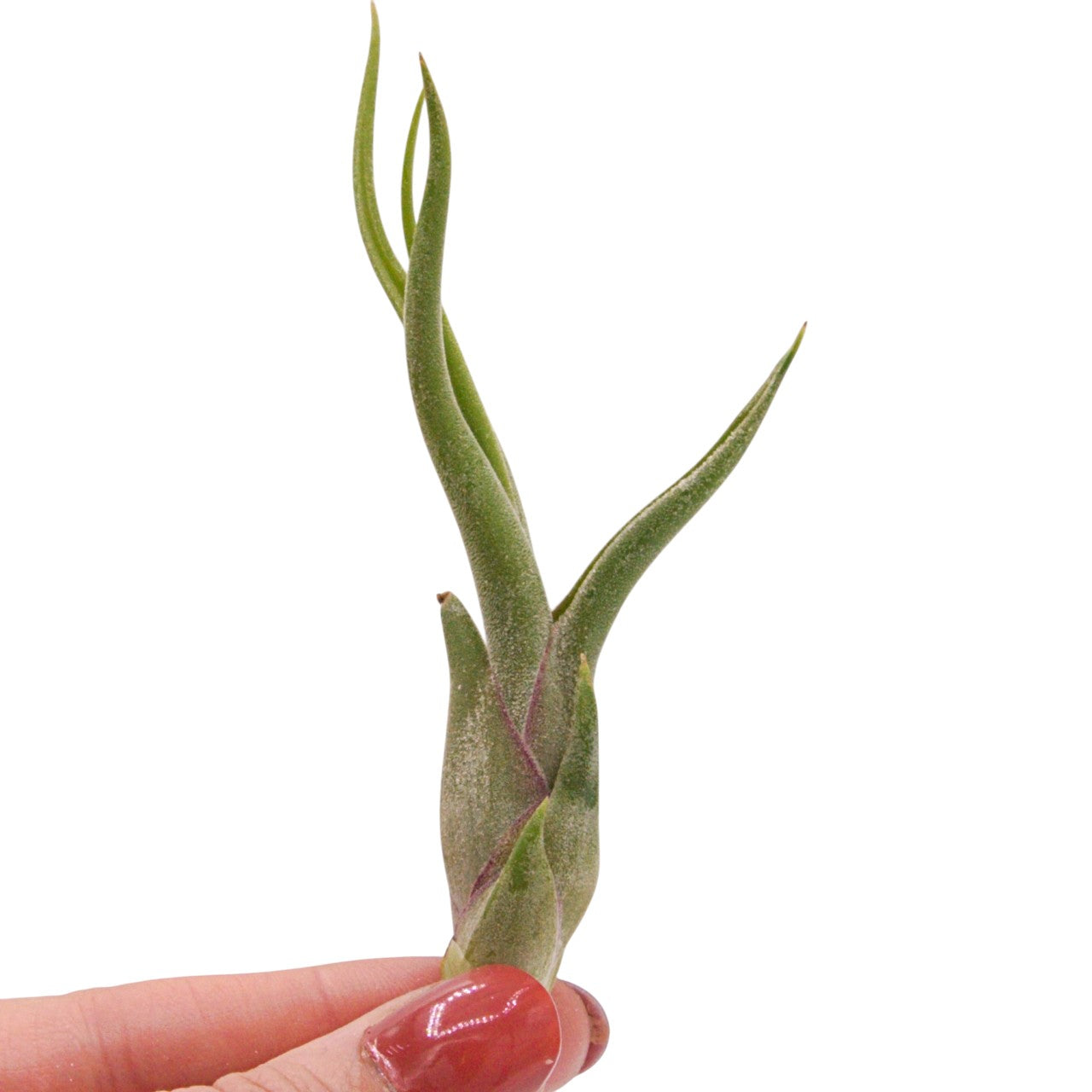 Tillandsia Caput Medusae