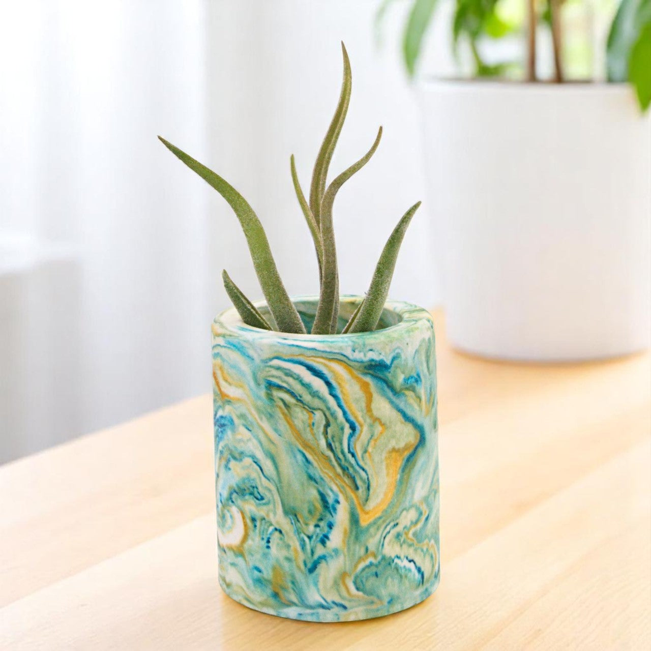Tillandsia Caput Medusae