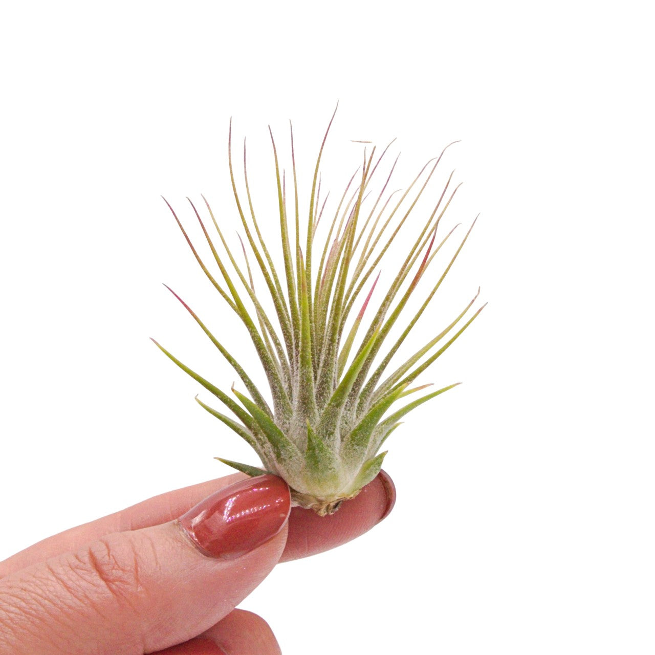 Tillandsia Ionantha Guatemala airplant