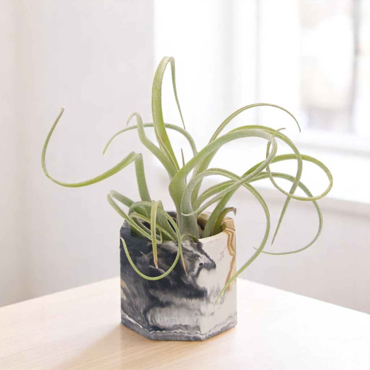 Tillandsia Baileyi x Streptophylla "Sidewinder"