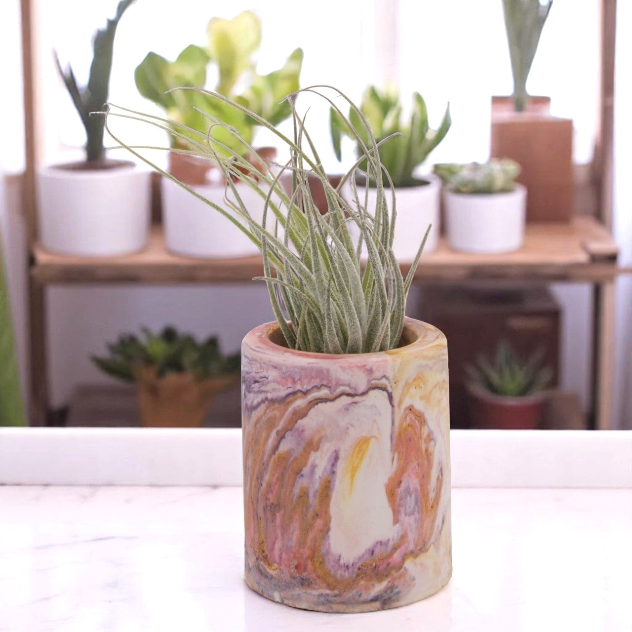 Tillandsia Ehlersiana
