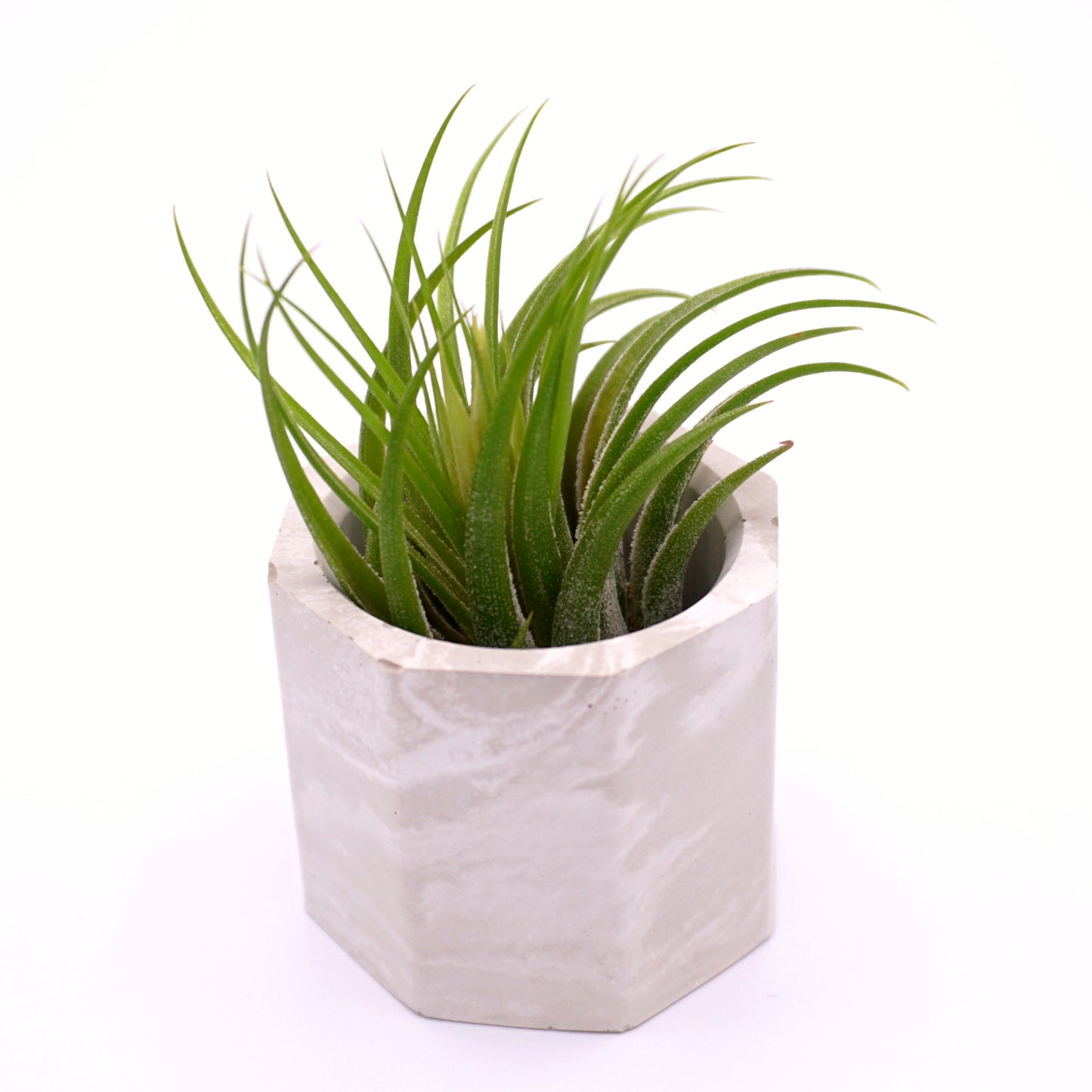Pots de plantes aériennes en ciment marbré gris et blanc