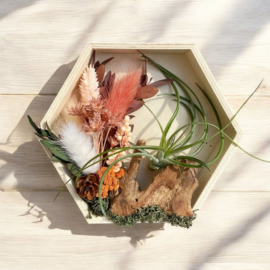 Airplant Art Frames - Hexagon Coral Flowers