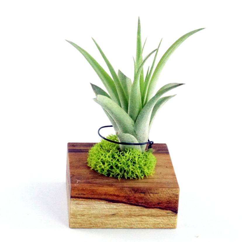 Support de tillandsia en teck