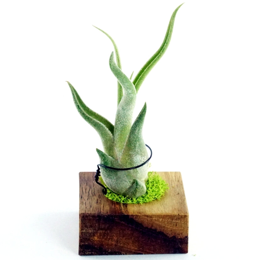 Support de tillandsia en teck