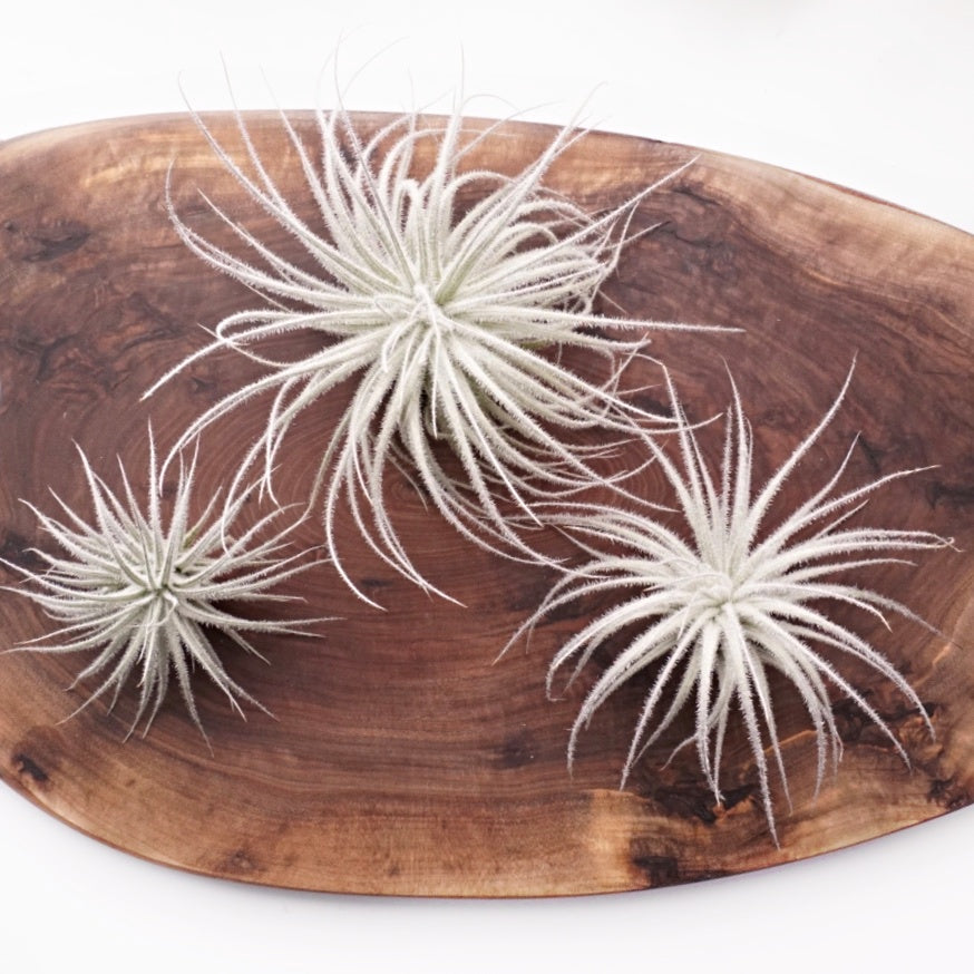 Tillandsia airplant tectorum "snowball"